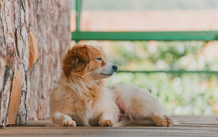 Puppy on a deck